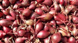 Harga Bawang Merah Mengalami Kenaikan, Menteri Perdagangan  Zulkifli Hasan Ungkap Alasannya