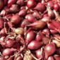 Harga Bawang Merah Mengalami Kenaikan, Menteri Perdagangan  Zulkifli Hasan Ungkap Alasannya
