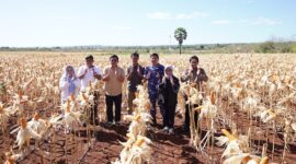 Bulog Diminta Serap Hasil Panen Petani, Badan Pangan Nasional Ungkap Produksi Jagung Tengah Melimpah