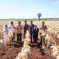 Bulog Diminta Serap Hasil Panen Petani, Badan Pangan Nasional Ungkap Produksi Jagung Tengah Melimpah