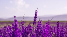 Inilah 5 Jenis Tanaman yang Efektif Redakan Stres, Kecemasan, dan Depresi, Termasuk Lavender