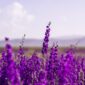 Inilah 5 Jenis Tanaman yang Efektif Redakan Stres, Kecemasan, dan Depresi, Termasuk Lavender