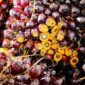 PT Pertamina Kembangkan 3 Bahan Baku Bioetanol, Salah Satunya Tandan Buah Kosong Kelapa Sawit