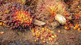 Impllementasi Biodiesel 40 Persen, Kementerian Perdagangan Cek Ketersediaan Minyak Kelapa Sawit