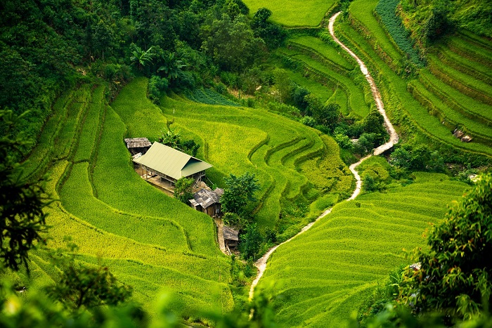 Petani merasakan manfaat kebijakan HPP Gabah Kering Panen (GKP) yang ditetapkan Presiden Prabowo Subianto sebesar Rp6.500 per kilogram. (Pixabay.com/chienba)