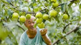 Xinhua Silk Road: Teknologi Digital Dorong Pertumbuhan Industri Pir Wangi Yulu di Tiongkok Bagian Utara