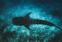 Photo: &copy; Ishan @seefromthesky from Unsplash