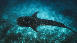 Photo: &copy; Ishan @seefromthesky from Unsplash